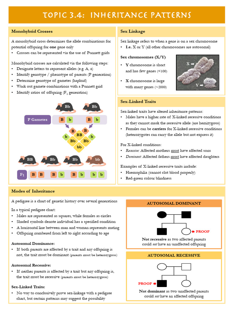 3.4 Inheritance Patterns | PDF | Genetic Linkage | Life Sciences