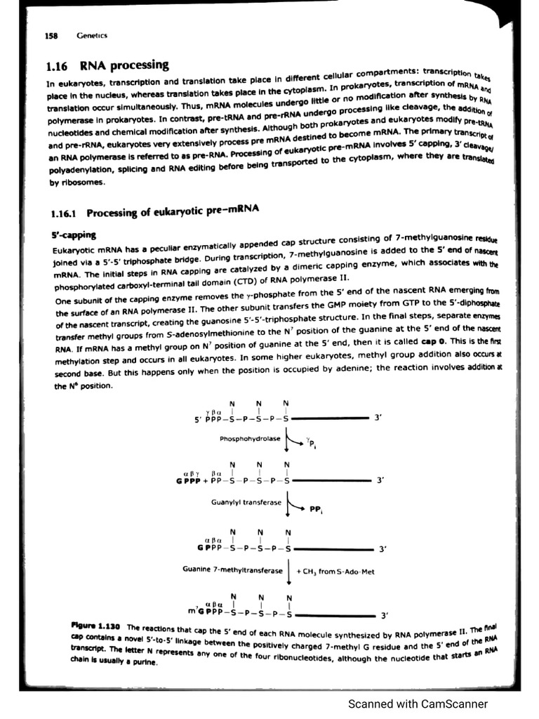 RNA Processing | PDF