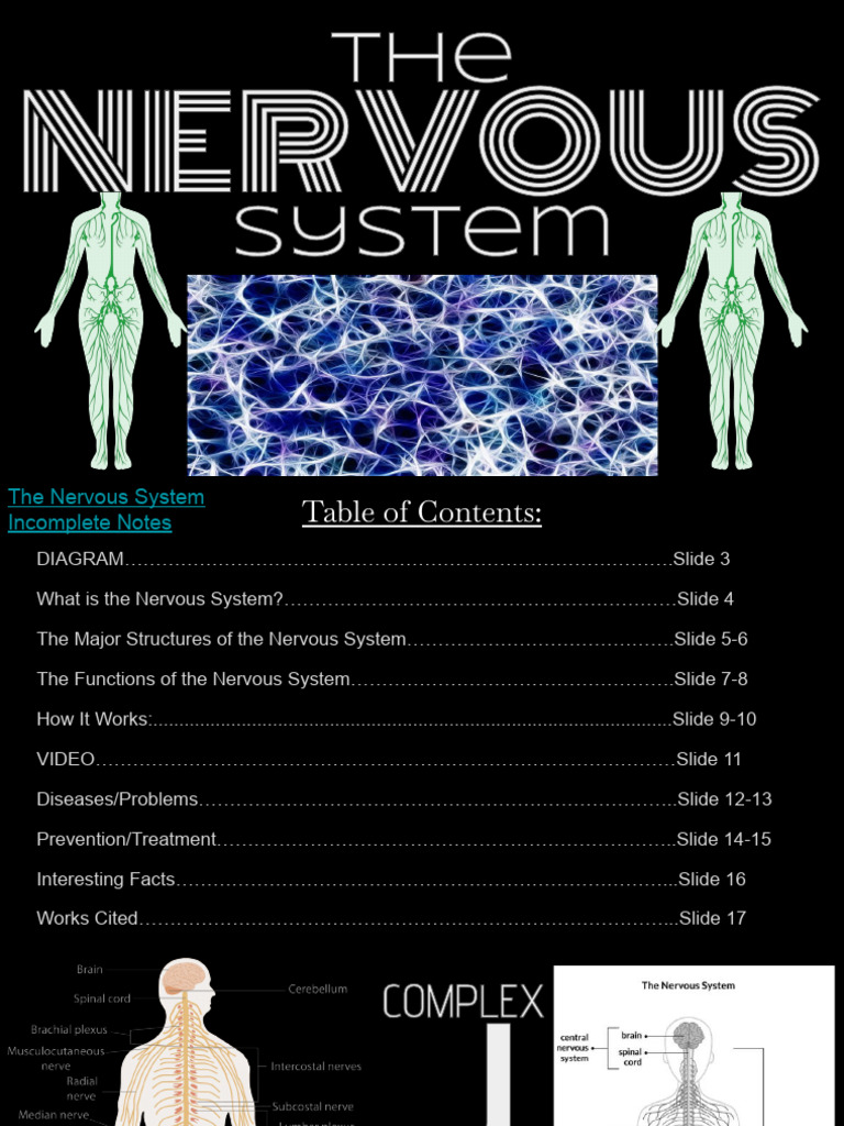 The Nervous System | PDF | Nervous System | Central Nervous System