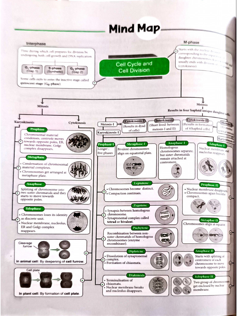 Cell Division Mind Map | PDF