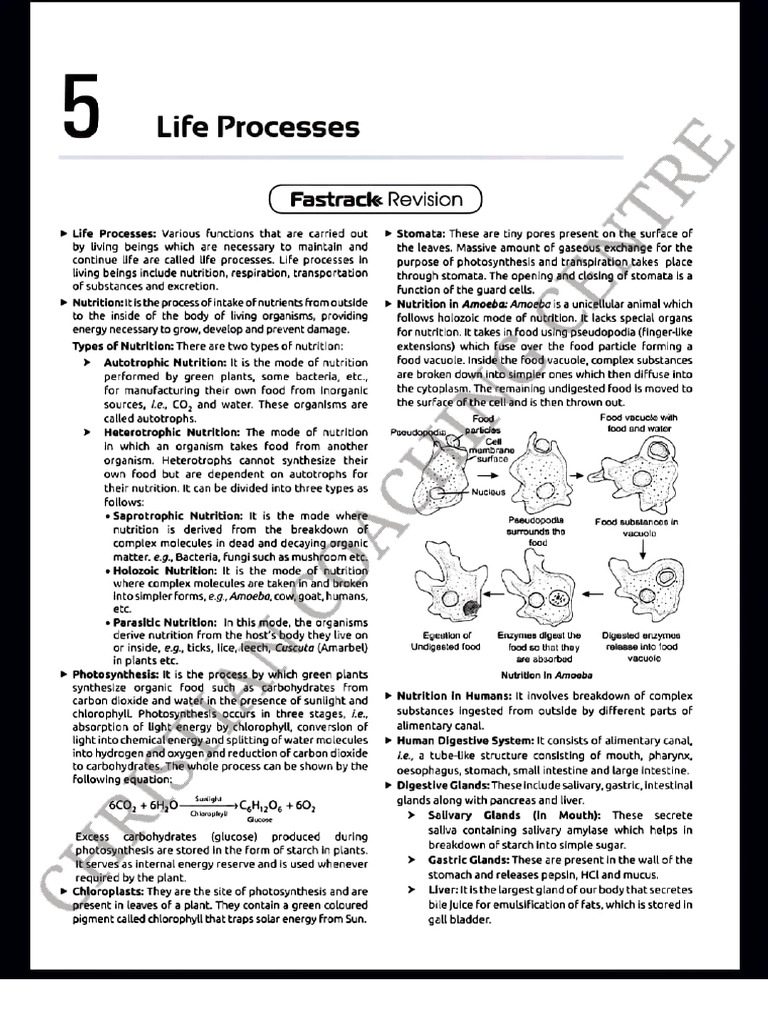 Life Process Class 10 | PDF