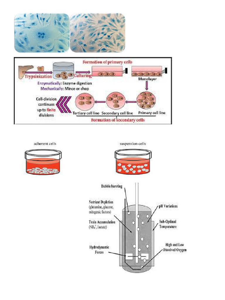 Animal Cell Culture | PDF
