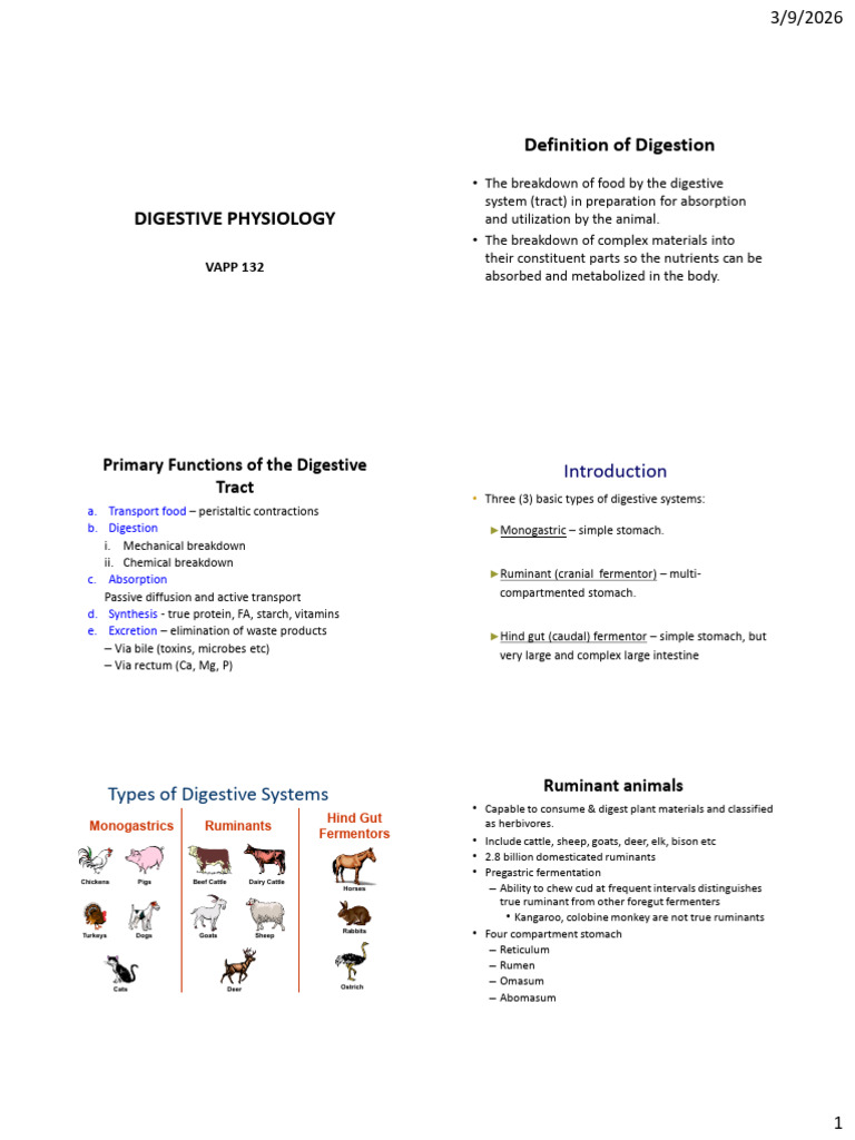 Digestive Physiology Vapp 132 | PDF