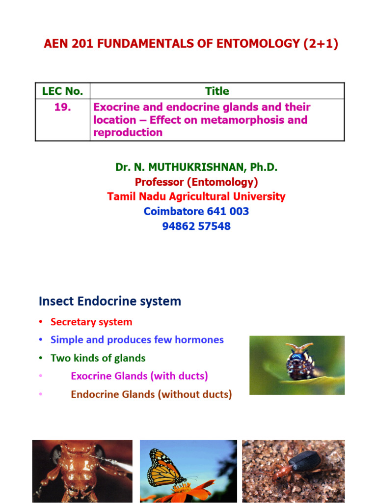 Ento After Midsem Word | PDF | Lepidoptera | Pupa
