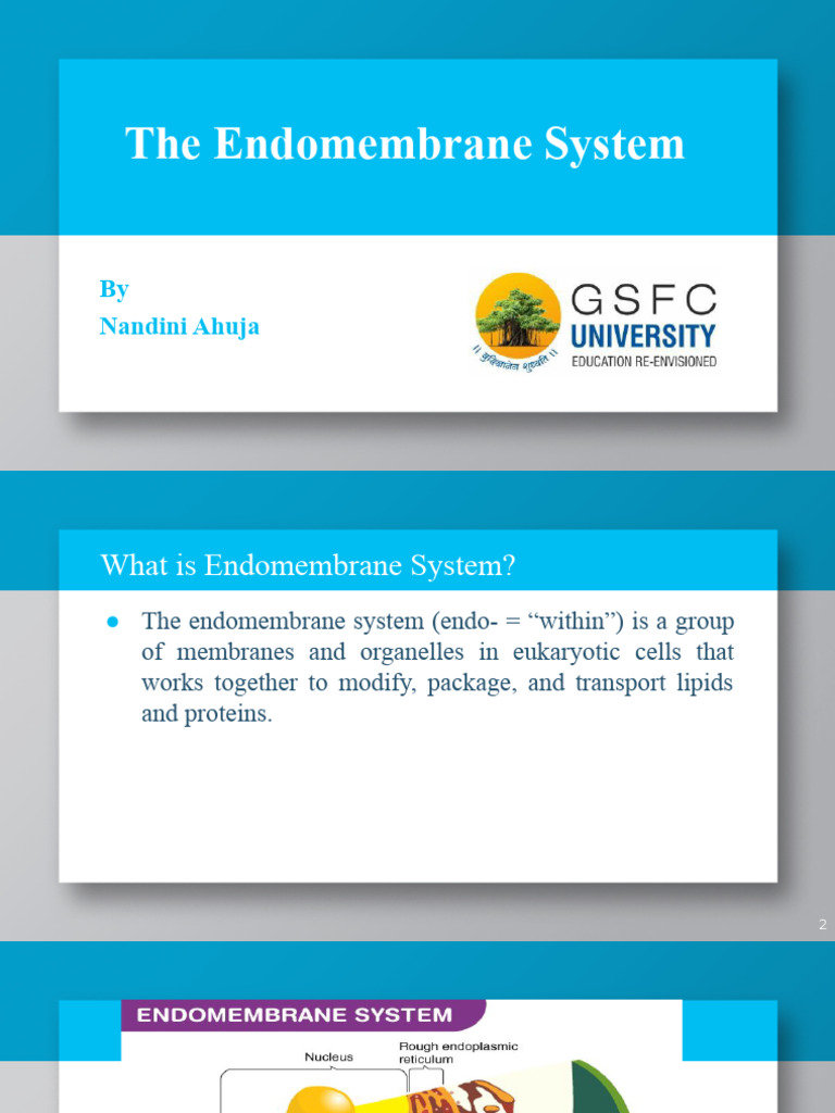 The Endomembrane System | PDF | Endoplasmic Reticulum | Microtubule