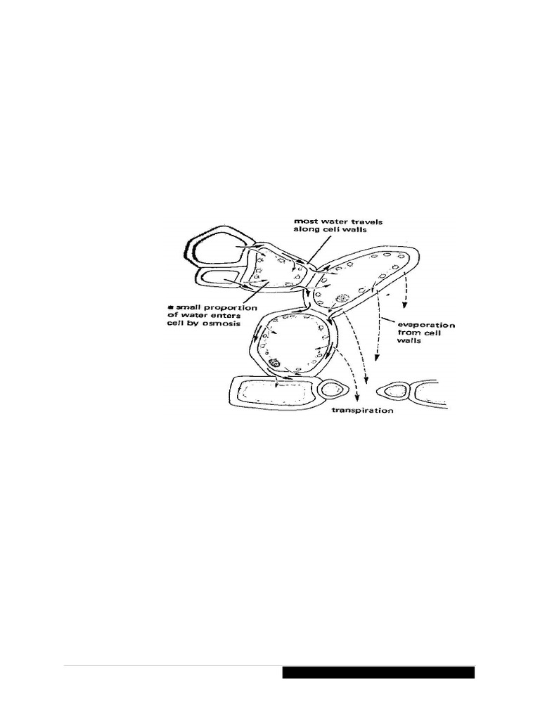 Transport Systems Combined Science Notes O Level | PDF | Circulatory ...