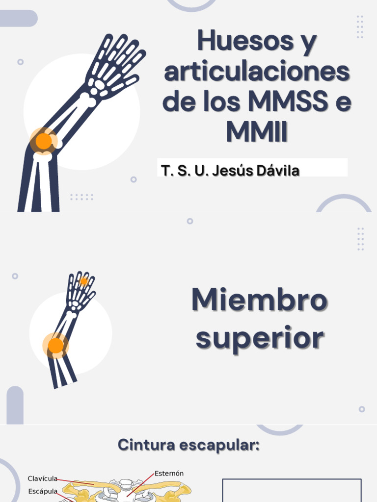 Huesos y Articulaciones de Los MMSS | PDF | Rodilla | Tobillo