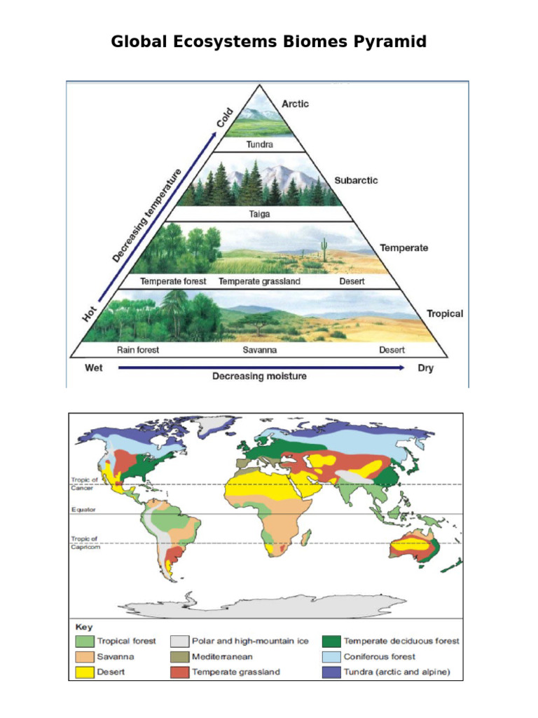 Biomes Pyramid Discussion | PDF