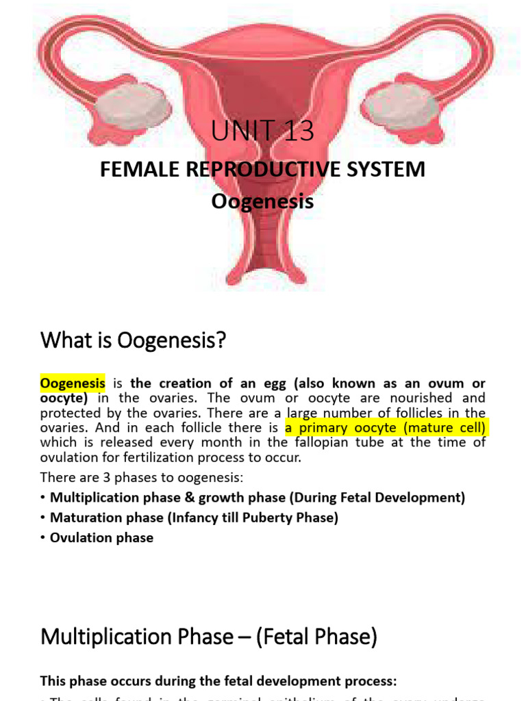 Reproductive System l2 Oogenesis | PDF | Meiosis | Ovary