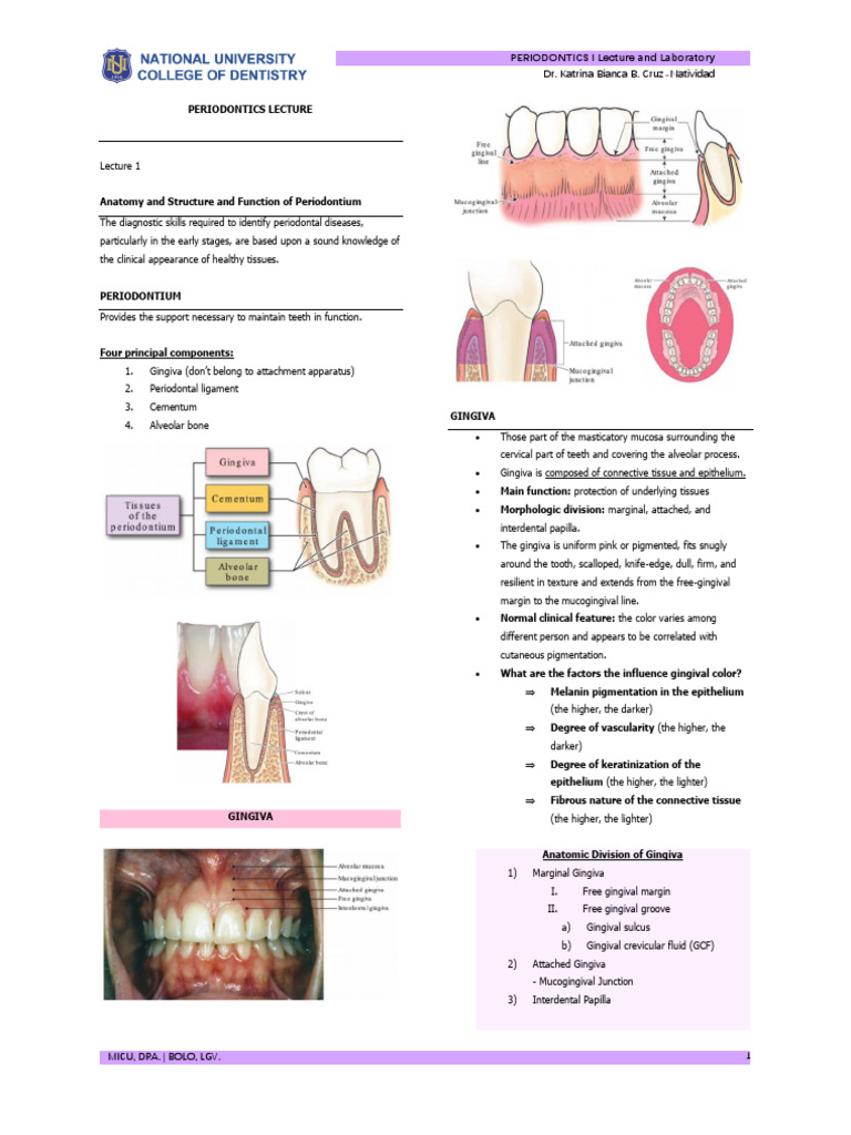 PERIOLEC | PDF | Periodontology | Bone