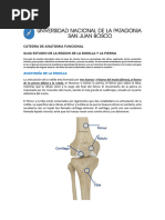 Anatomía de la Rótula y su Función | PDF | Rodilla | Articulación