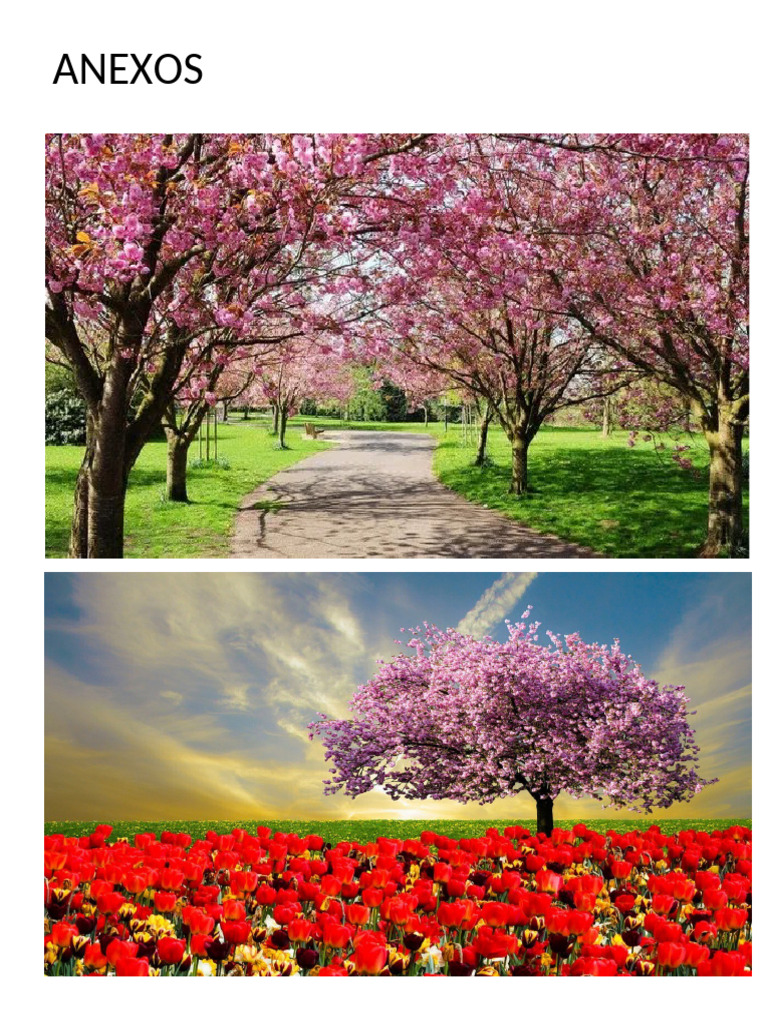 Anexos Proyecto La Primavera | PDF