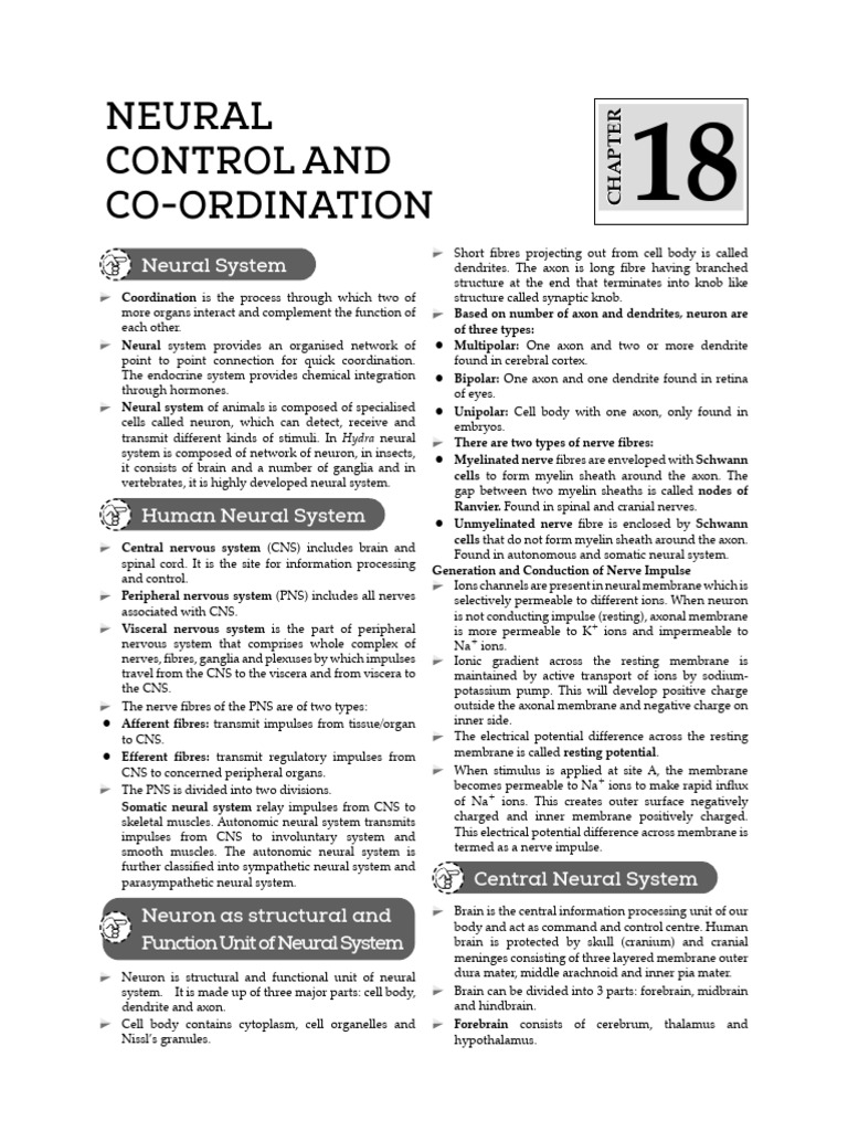Neural Control and Coordination | PDF | Axon | Neuron