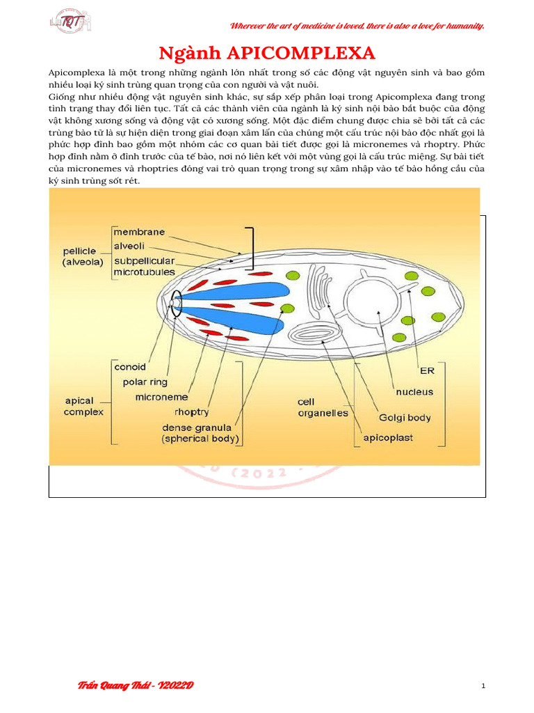 Trùng Bào T (Phylum Apicomplexa) | PDF