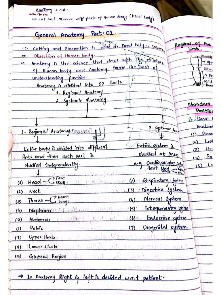General Anatomy Notes | PDF