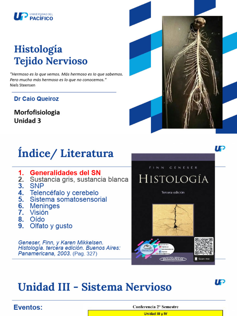 Histologia Tejido Nervioso | PDF | Neurona | Sinapsis