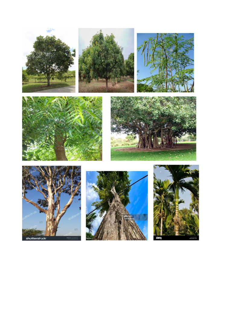 Trees New | PDF