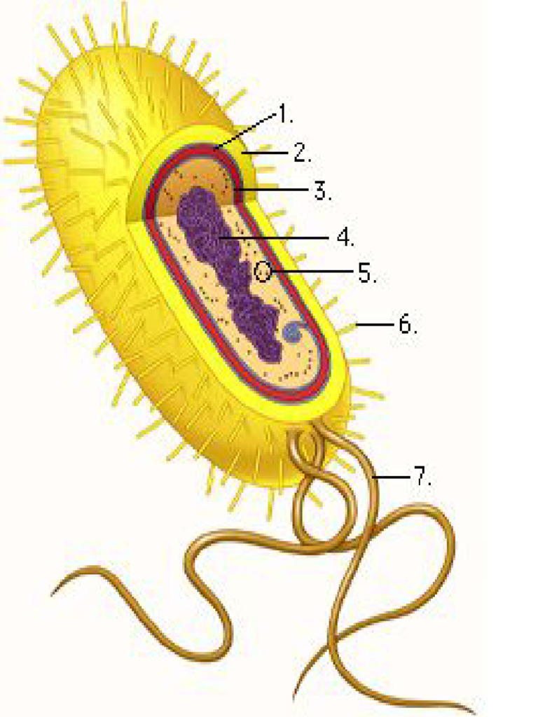 Prokaryote Structure | PDF