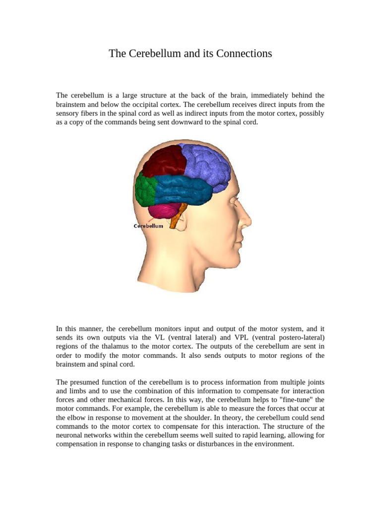 The Cerebellum and Its Connections | PDF | Cerebellum | Brainstem