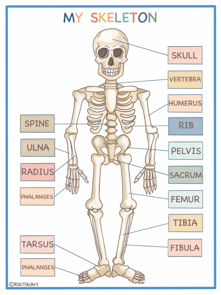 8.5x11 Human Skeleton Bundle | PDF