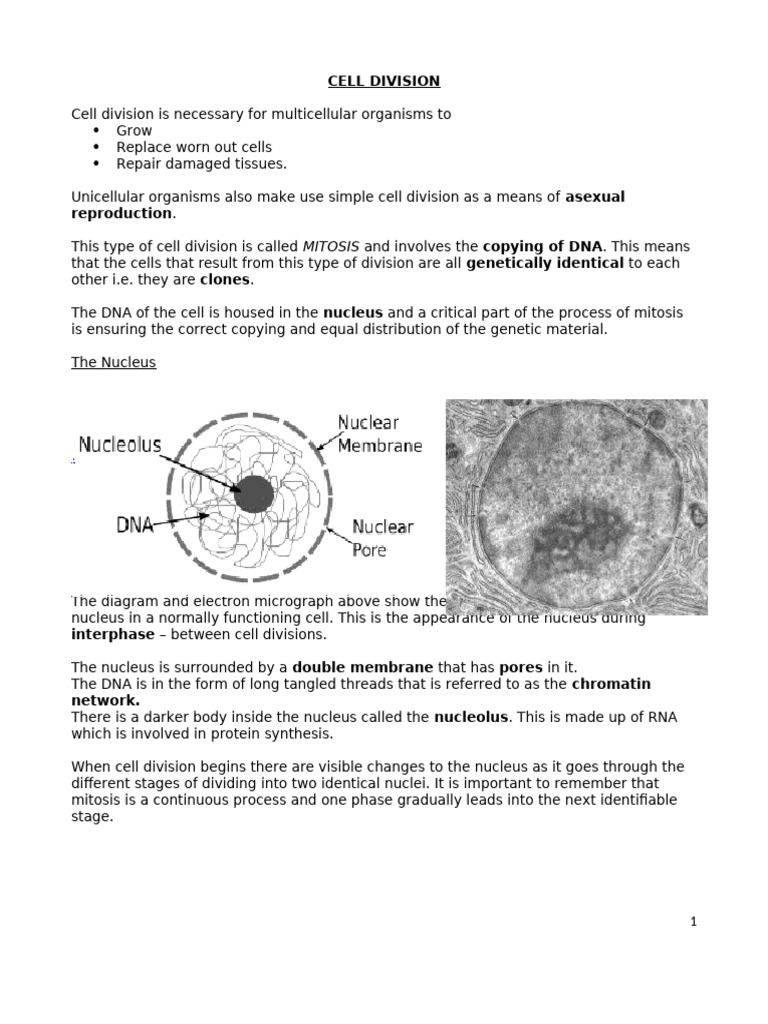 Cell Cycle and Mitosis | PDF | Cell Nucleus | Chromosome