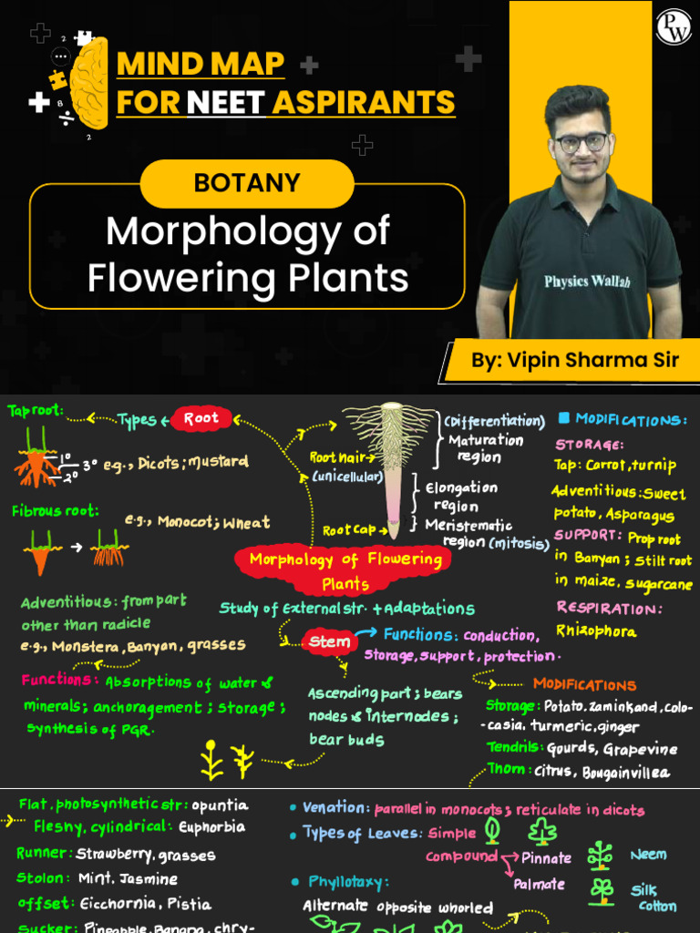 Morphology of Flowering Plants - NEET Mind Maps | PDF
