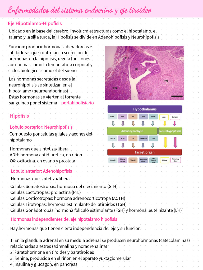 Fydo I Clase2 Endocrino | PDF
