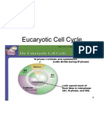 Eucaryotic Cell Cycle