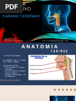 Anatomía de la Laringe y Tráquea | PDF | Laringe | Esófago