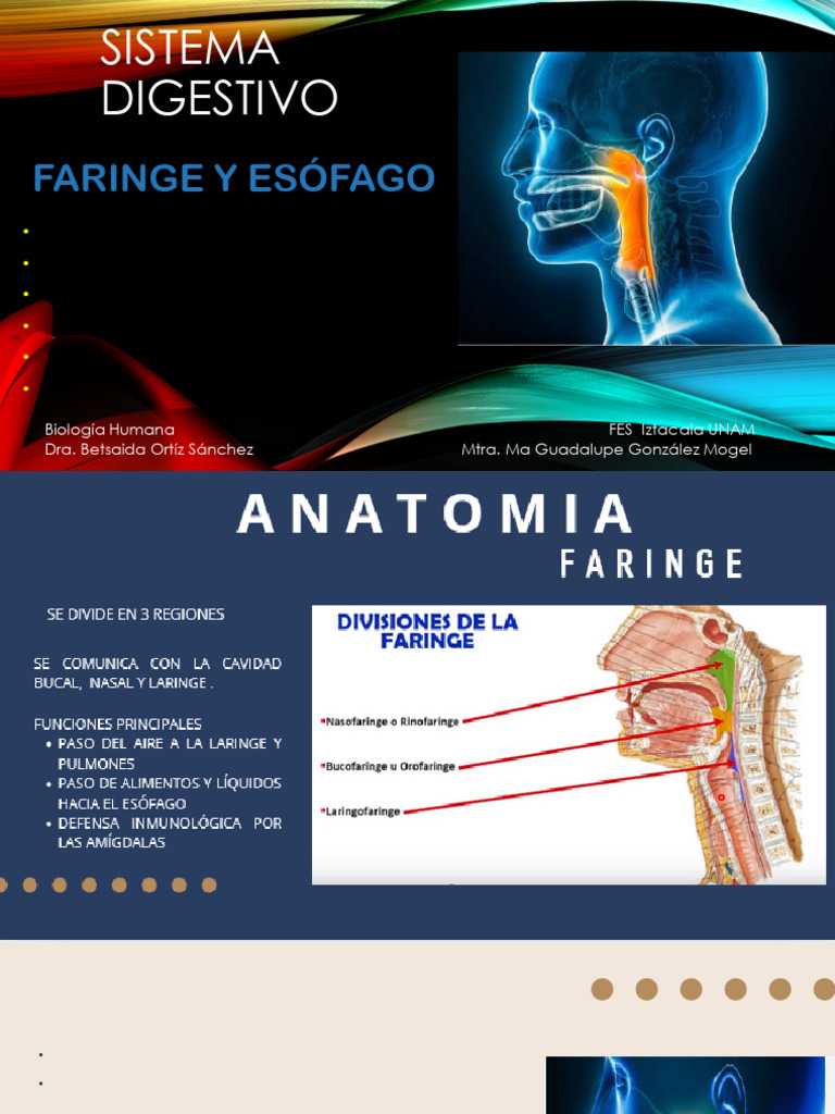 Sistema Digestivo Faringe y Esófago | PDF | Esófago | Laringe