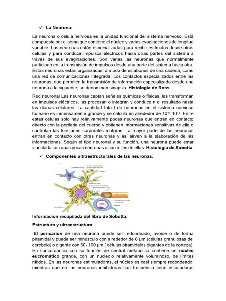 1er Guía de Histologia | PDF | Sinapsis | Neurona