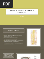 Nervios de la Columna Vertebral | PDF | Anatomía humana | Neuroanatomía