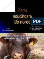 Plante+Aducatoare+de+Noroc