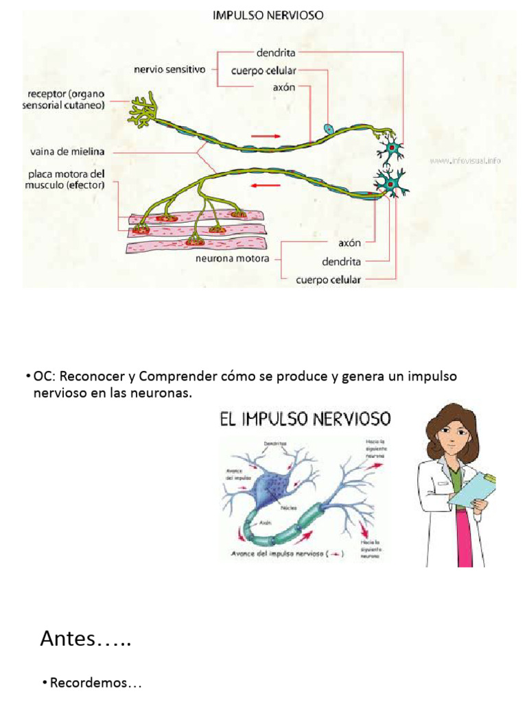 Impulso Nervioso | PDF | Sinapsis | Potencial de acción