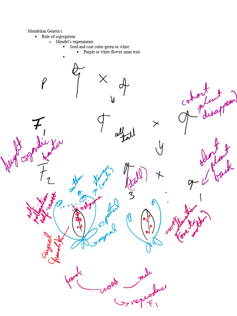 Genetics Notes | PDF