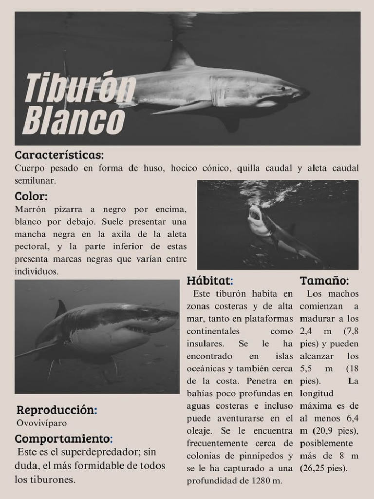 TUBURON BLANCO PRESENTACION | PDF
