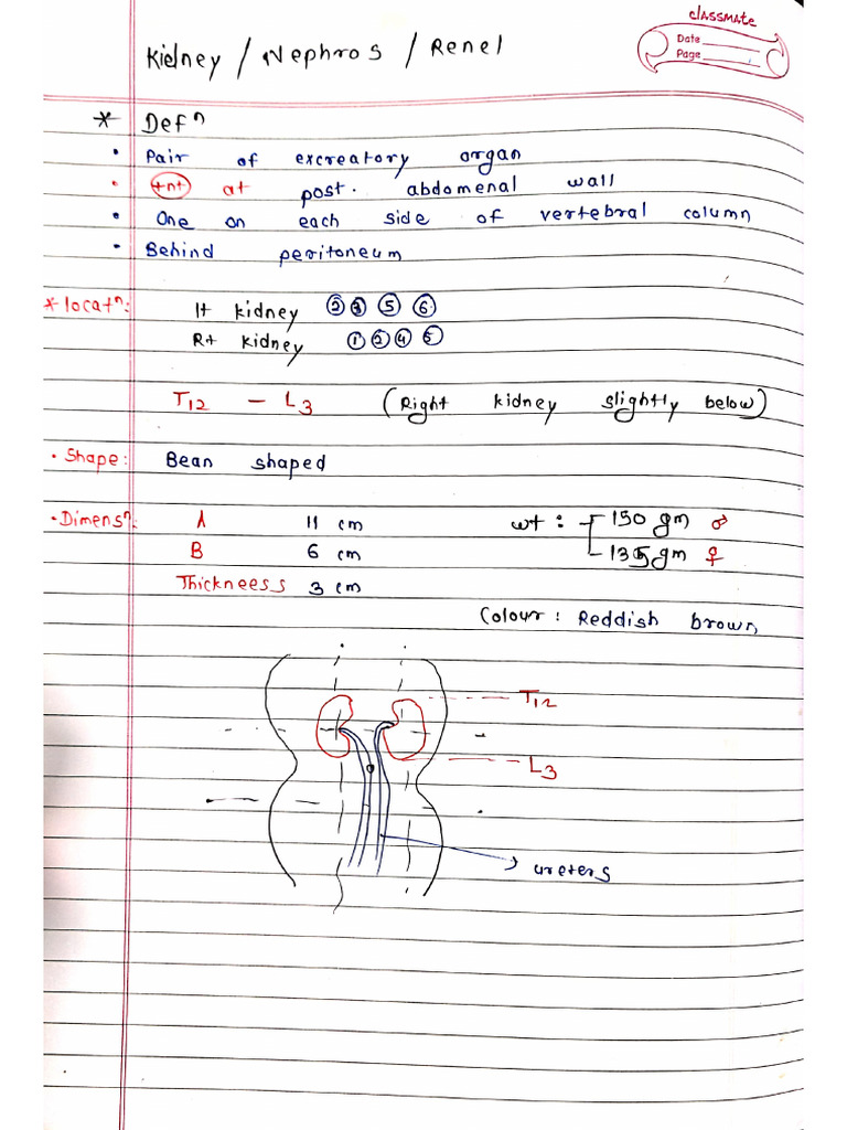 Kidney Anatomy by CS Ayurveda | PDF