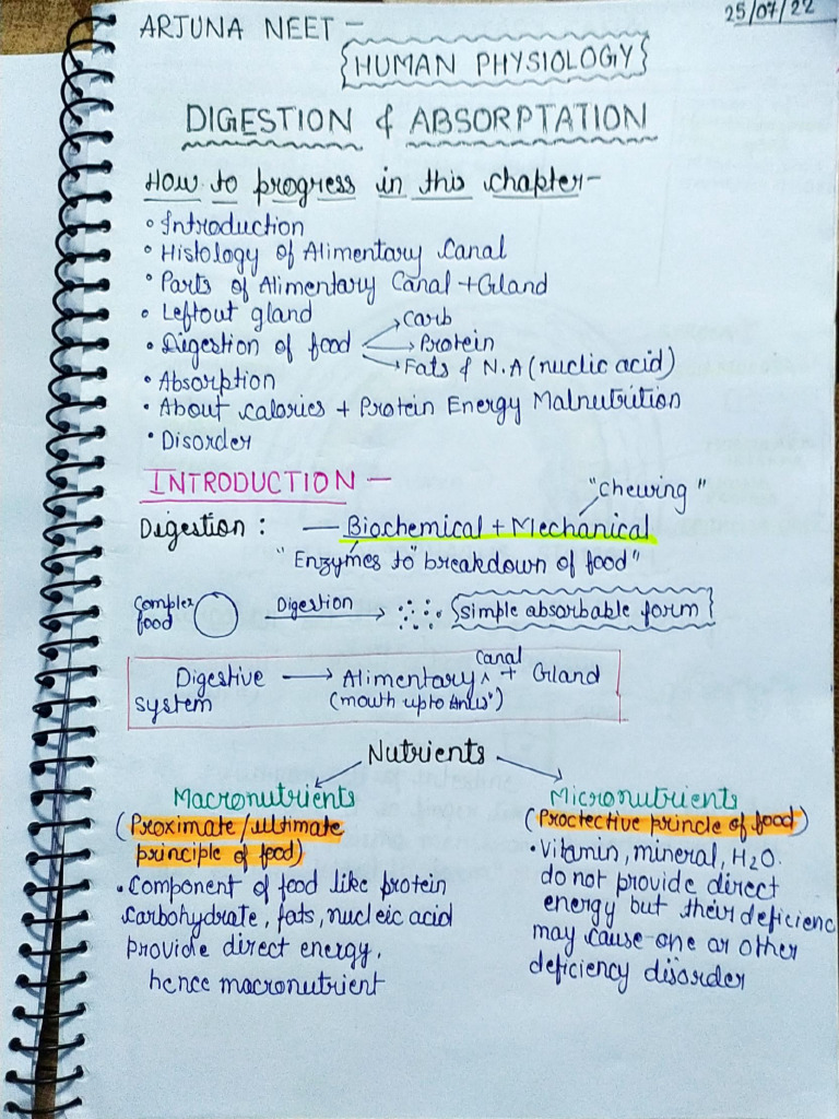 Digestion Notes | PDF