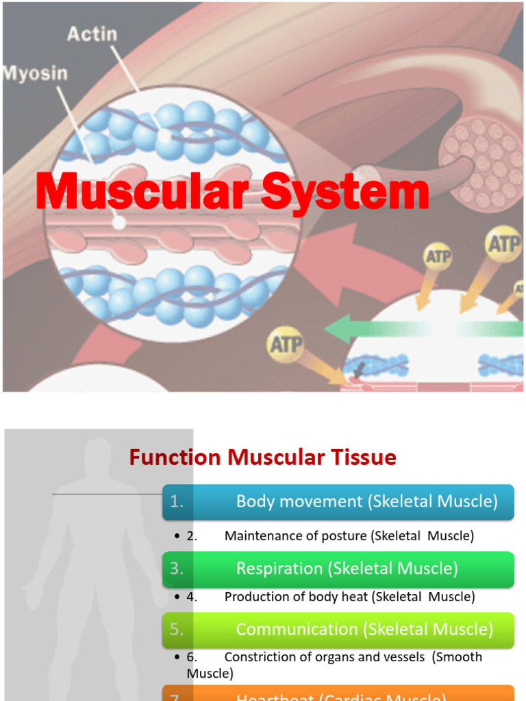 Module Lec 3 Muscle Physiology | PDF | Muscle Contraction | Skeletal Muscle