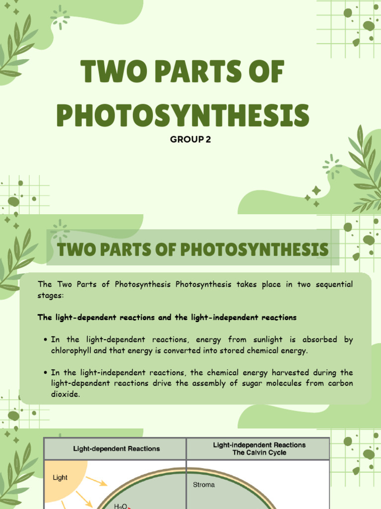 Two Parts of Photosynthesis 1 | PDF | Photosynthesis | Nicotinamide ...