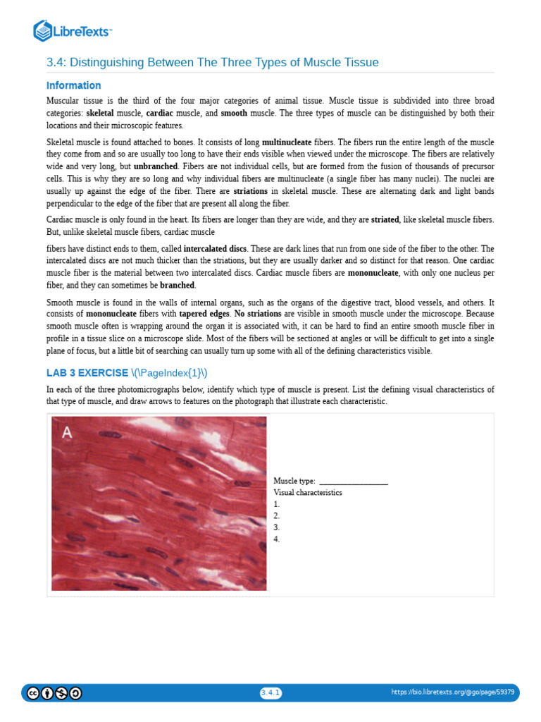3.04 Distinguishing Between The Three Types of Muscle Tissue | PDF ...