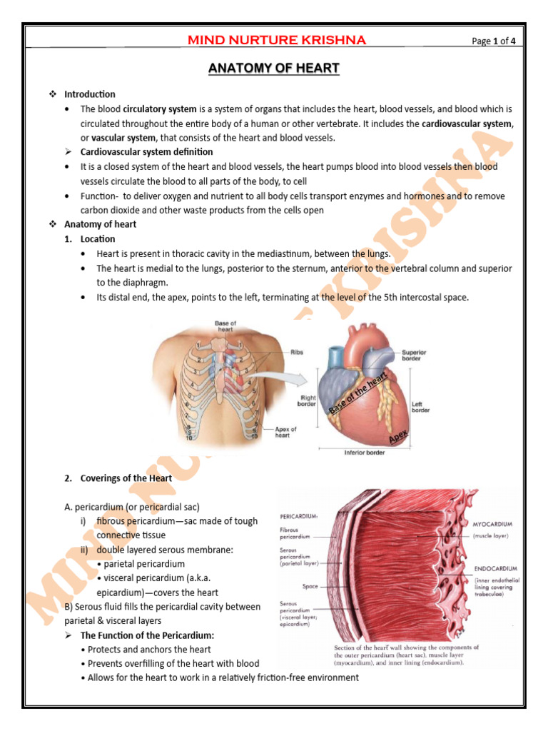 Heart | PDF