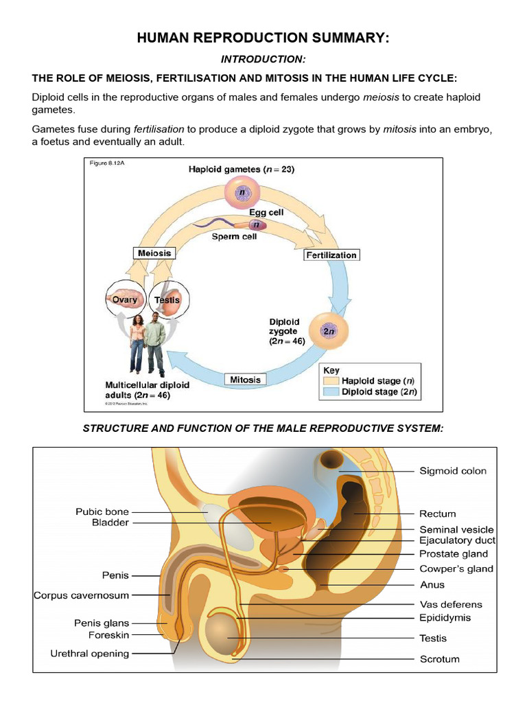 Reproduction Summary | PDF