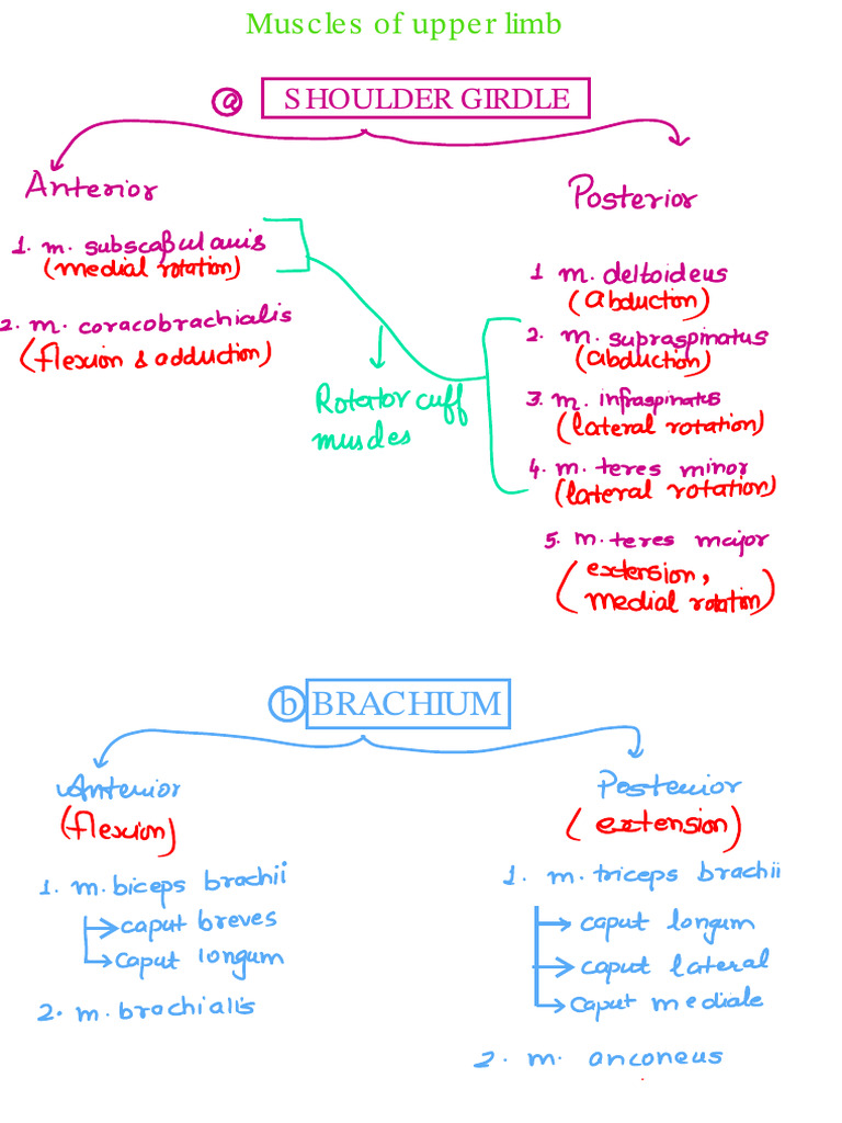 anatomy-upper-limb-muscles-pdf