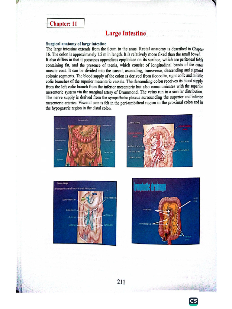Large Intestine | PDF