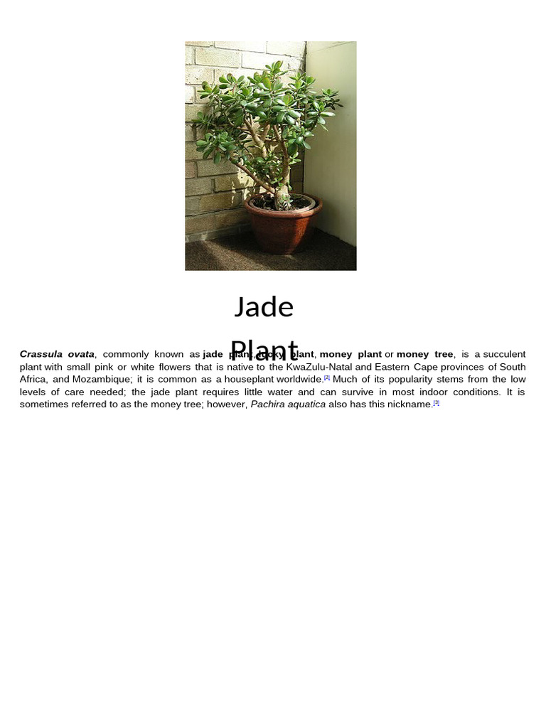 Jade Plant | PDF