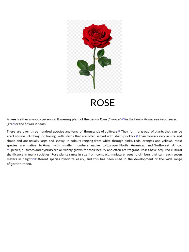 Rose | PDF