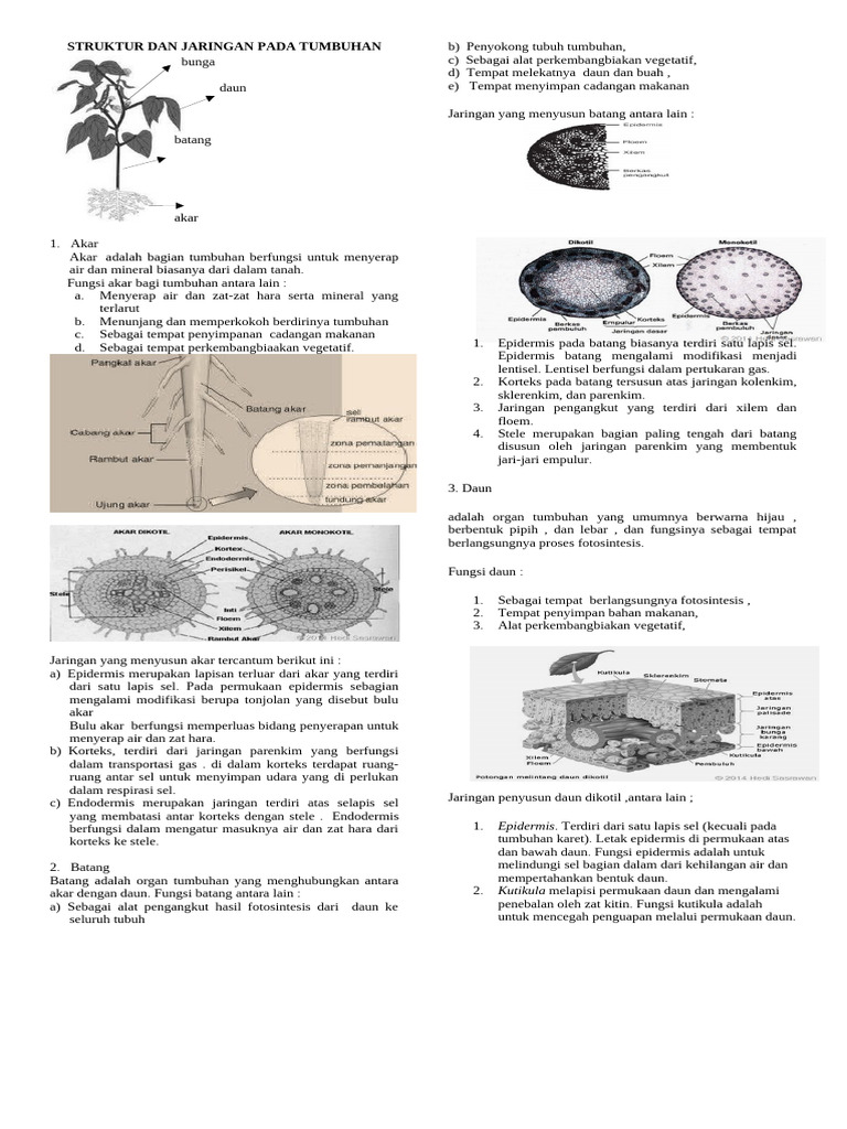 Struktur Dan Jaringan Pada Tumbuhan | PDF
