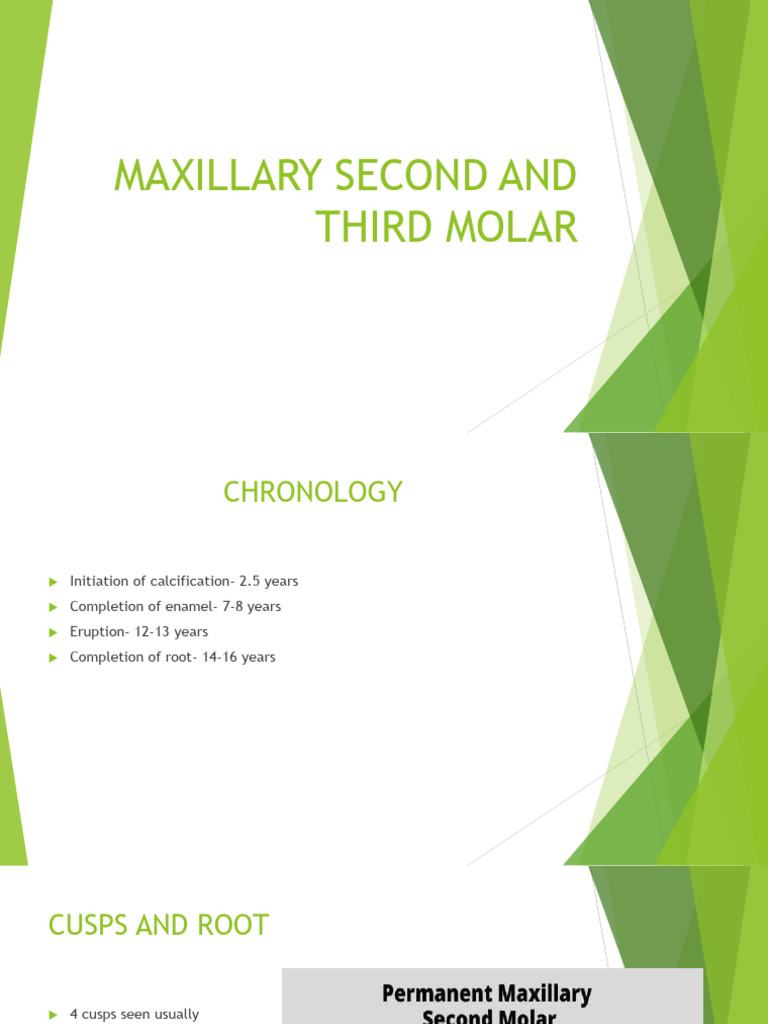 Maxillary Second and Third Molar - 101624 | PDF