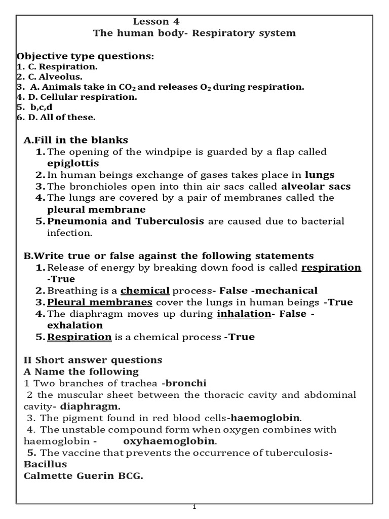 G6-Res System Notes-24 | PDF | Respiratory System | Lung